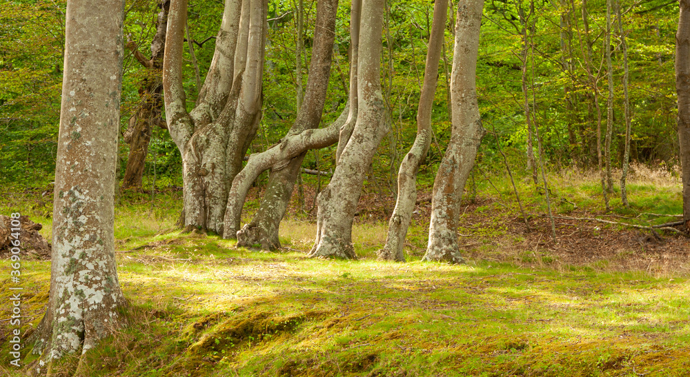 close-up, isolated trees growing in the forest close-up, isolated trees growing in the forest