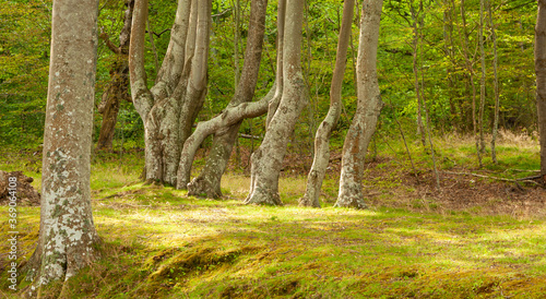 Fototapeta Naklejka Na Ścianę i Meble -  close-up, isolated trees growing in the forest