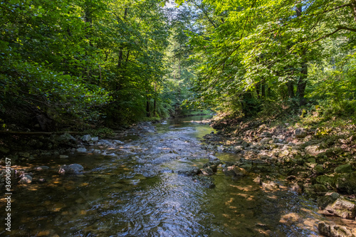beautiful river in the green forest 