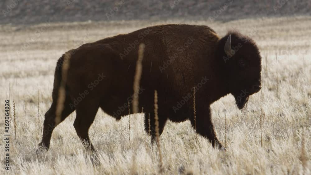 bison walking through tall grass super slow motion hand held