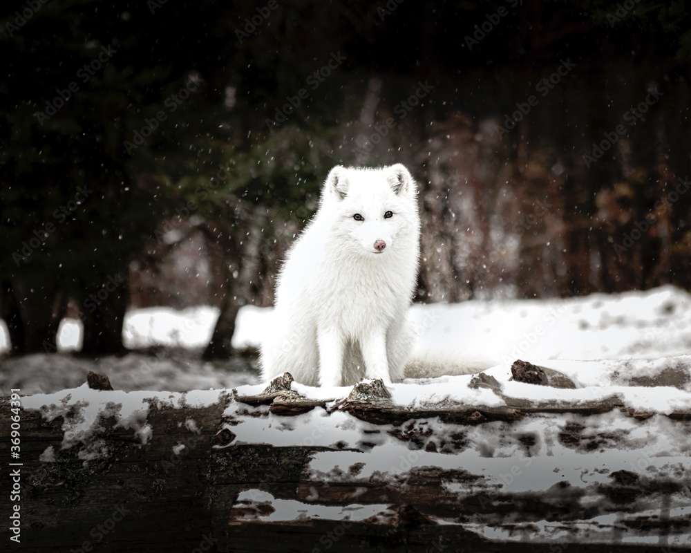 Obraz premium Renard blanc arctique 