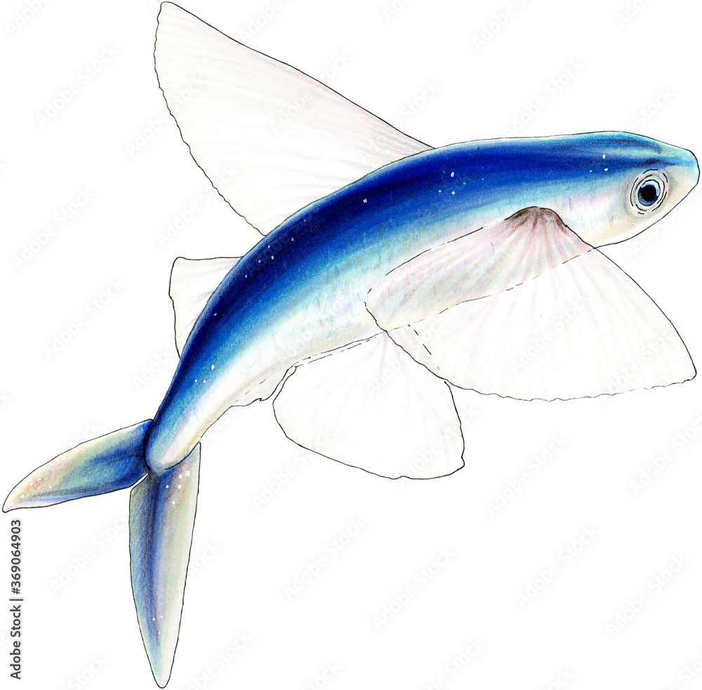 Hand drawn with markers, ink and color pencils blue flying fish. With  clipping path Stock Illustration