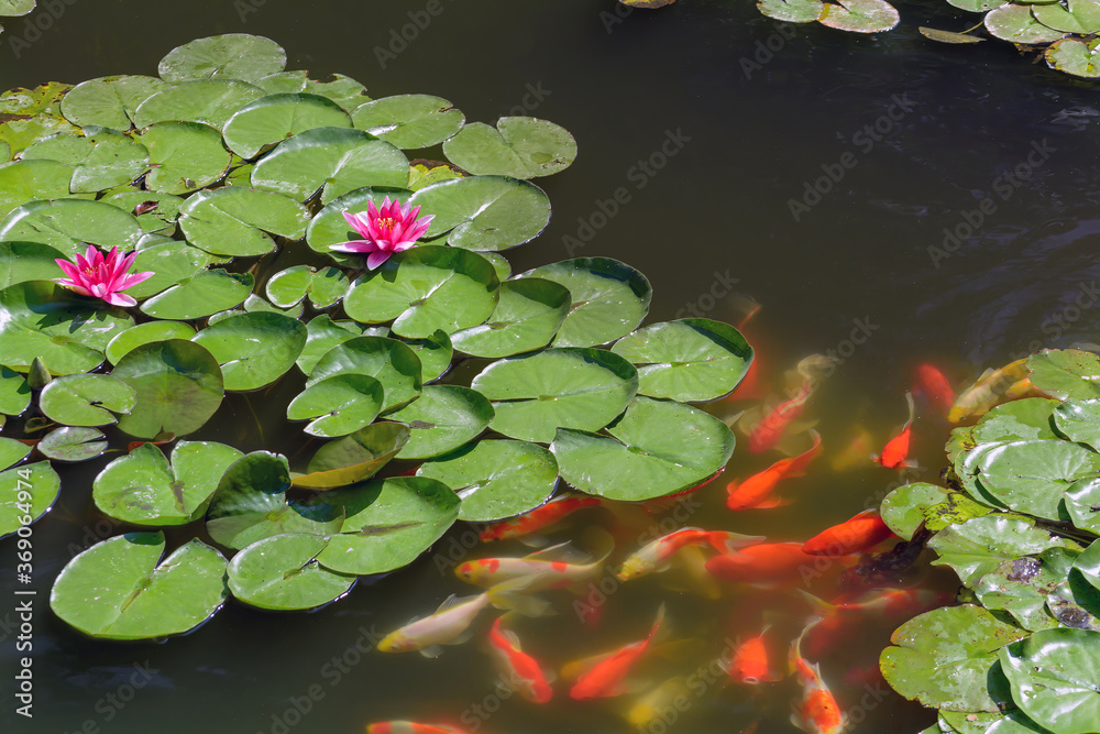 Pond with goldfish or Golden carp Japanese name-koi fish, Nishikigoi, Cyprinus carpio haematopterus in the pond, close-up of koi fish. Japan.