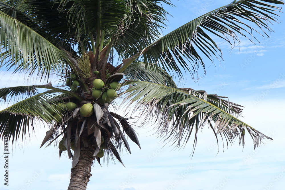 Obraz premium coconut palm tree