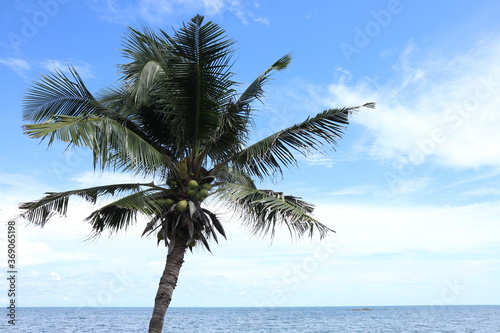Coconut palm tree and sea. Coconut palm tree. sky.