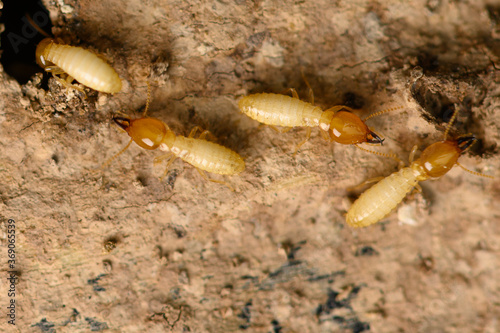 small termite on timber. The termite on the ground is searching for food to feed the larvae in the cavity.