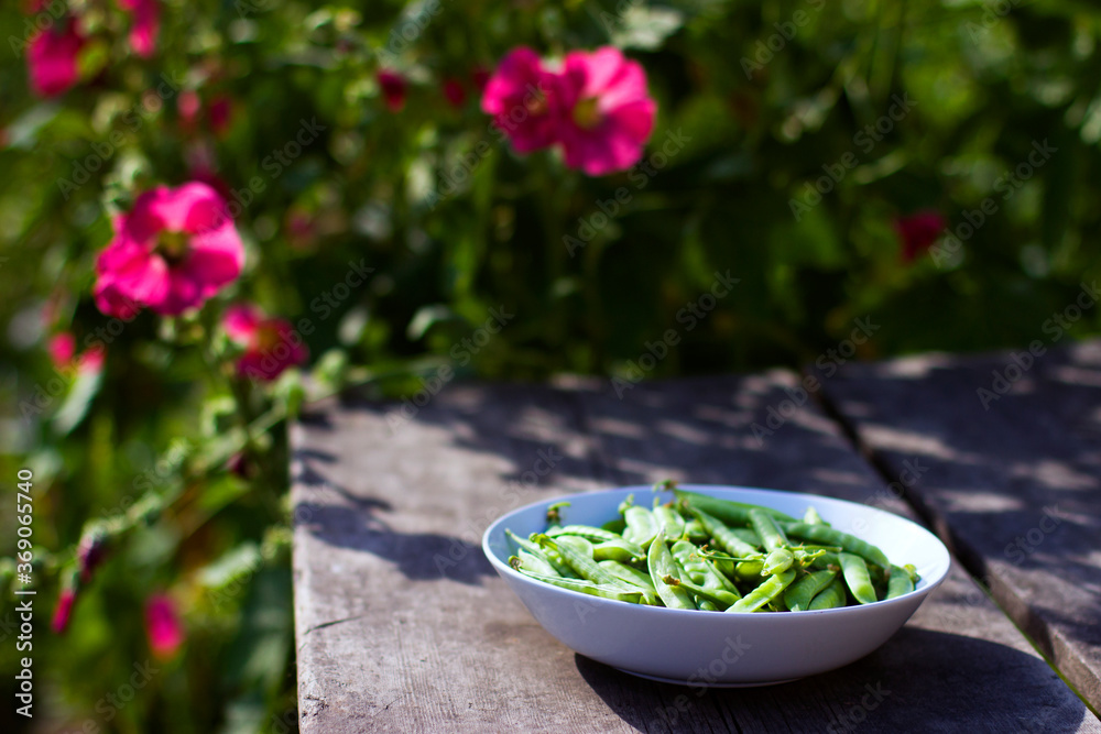 Pods of green peas in a white bowl on an old wooden table in the garden on a background of flowers and green foliage, vegan food and healthy organic food concept. Summer morning in the garden. Pods of green peas in a white bowl on an old wooden table in the garden on a background of flowers and green foliage, vegan food and healthy organic food concept. Summer morning in the garden.