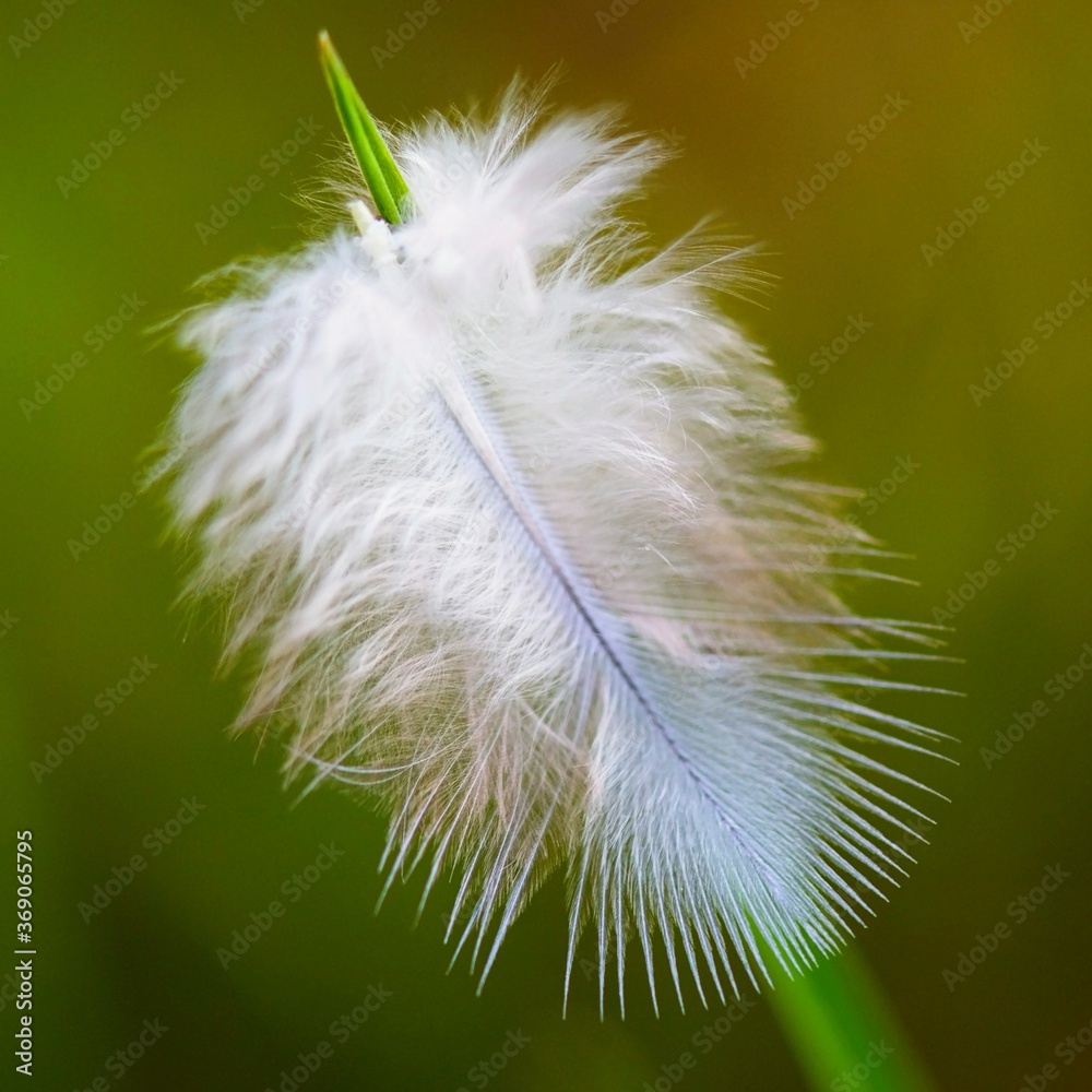 
Bird feather in the grass in a protected landscape area in Moravia in the Czech Republic.