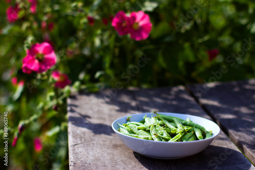 Pods of green peas in a white bowl on an old wooden table in the garden on a background of flowers and green foliage  vegan food and healthy organic food concept. Summer morning in the garden.
