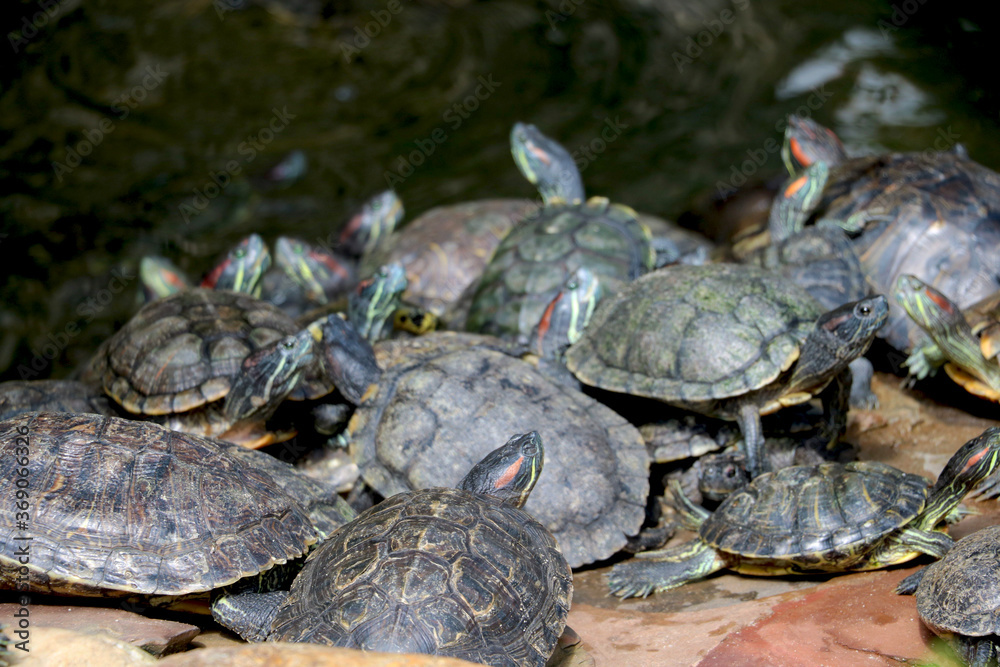 group of turtle sitting near pound side with water group of turtle sitting near pound side with water