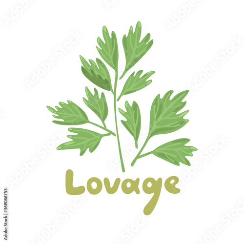 Lovage, levisticum officinale. Culinary and medicinal herb. Hand drawn botanical vector illustration. Playful design style, salad ingredient. Cute culinary herb icon. Isolated spice object.