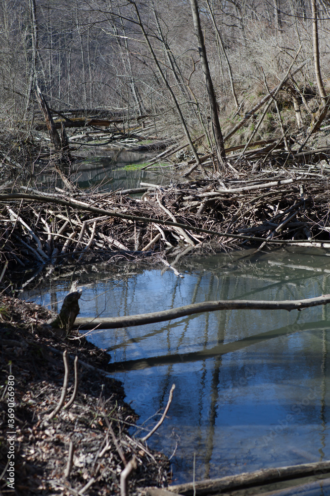 Beaver lodge on a stream in the forest.