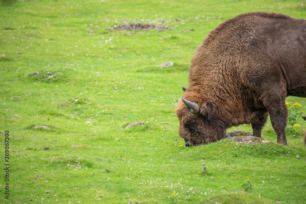 european male bison, Bison bonasus, grazing on grass and laying down during a sunny spring day.
