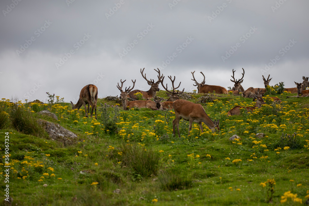 scottish red deer, Cervus elaphus scoticus, herd of stags and hinds resting on grass and heather moorland during summer in scotland.