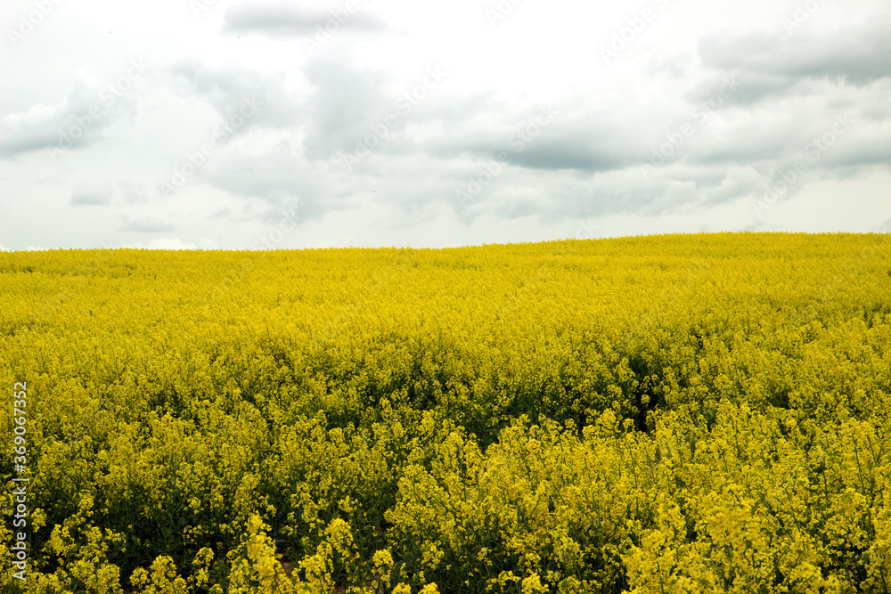 View of a beautiful field of bright yellow canola or rapeseed with sky.