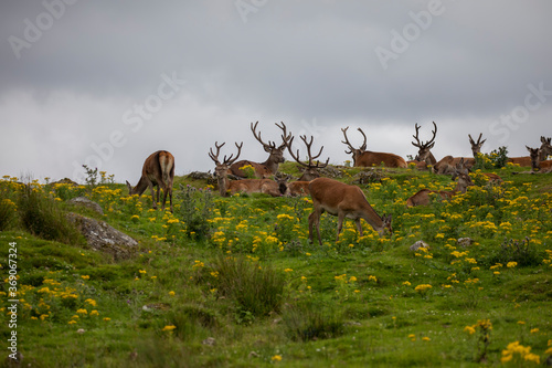 Obraz na płótnie scottish red deer, Cervus elaphus scoticus, herd of stags and hinds resting on grass and heather moorland during summer in scotland. w salonie