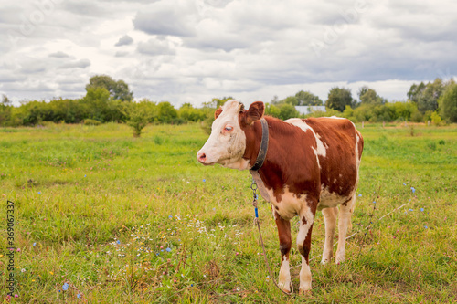The ginger animal grazes in the pasture. Bull  calf  cow  livestock. Symbol of 2021.