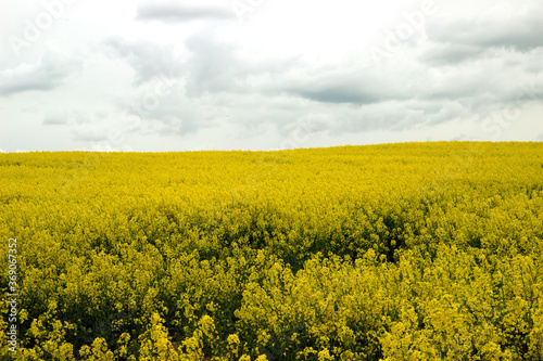 View of a beautiful field of bright yellow canola or rapeseed with sky.