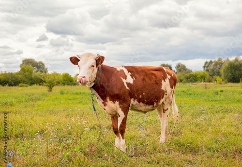 A ginger cow stands in a meadow and licks its nose. Bull, calf, livestock. Symbol of 2021. Summer concept.