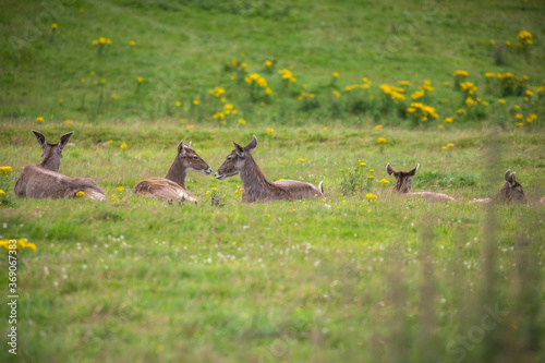 white-lipped deer, Przewalskium albirostris, herd resting on grassland during a sunny day.