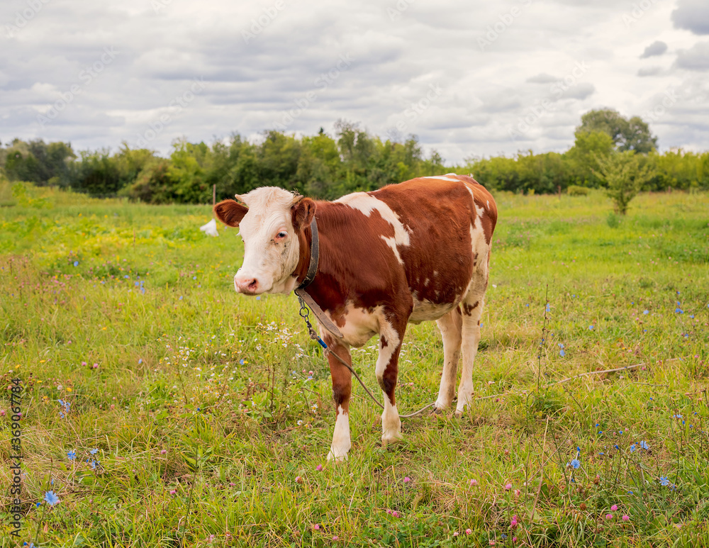 The ginger animal grazes in the pasture. Bull, calf, cow, livestock. Symbol of 2021. The ginger animal grazes in the pasture. Bull, calf, cow, livestock. Symbol of 2021.