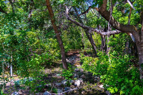 Fototapeta Naklejka Na Ścianę i Meble -  A view of an overgrown hiking trail through a dense forest