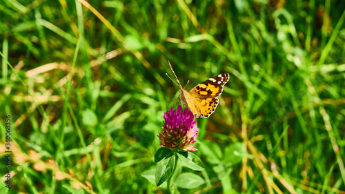 beautiful butterfly sits on the wildflowers. general plan. color