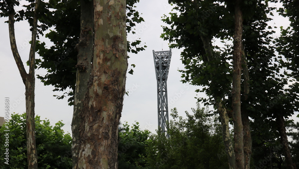 Fototapeta premium tree in the forest