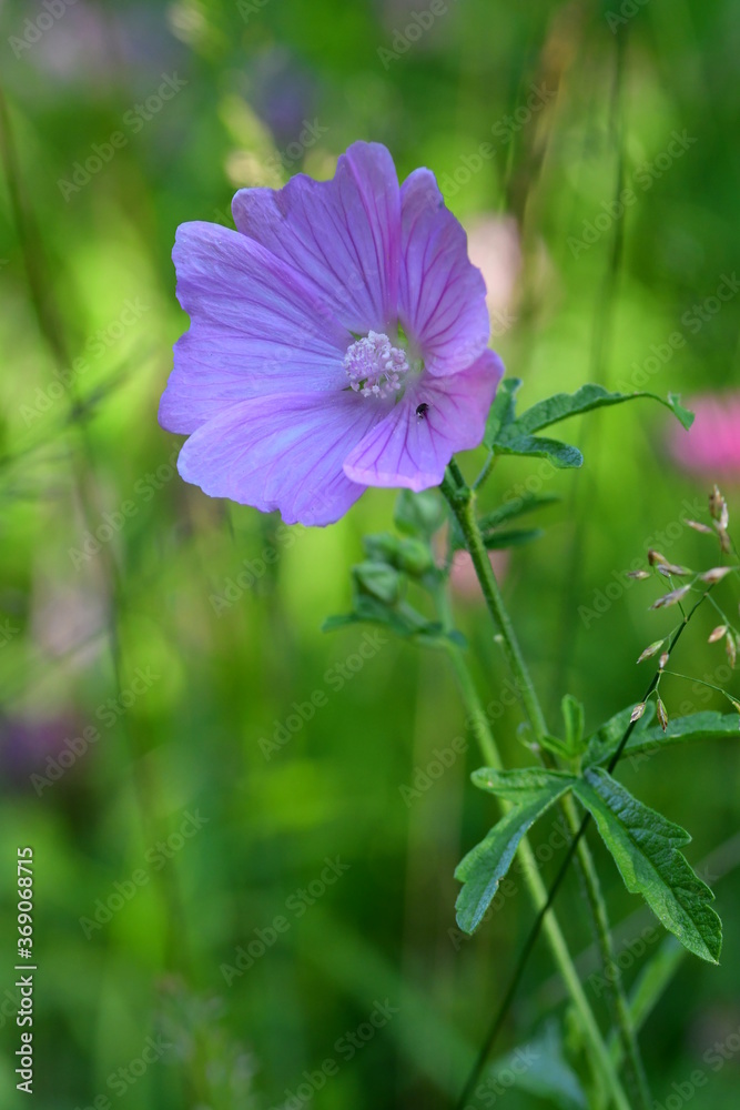 Fototapeta premium Moschusmalve