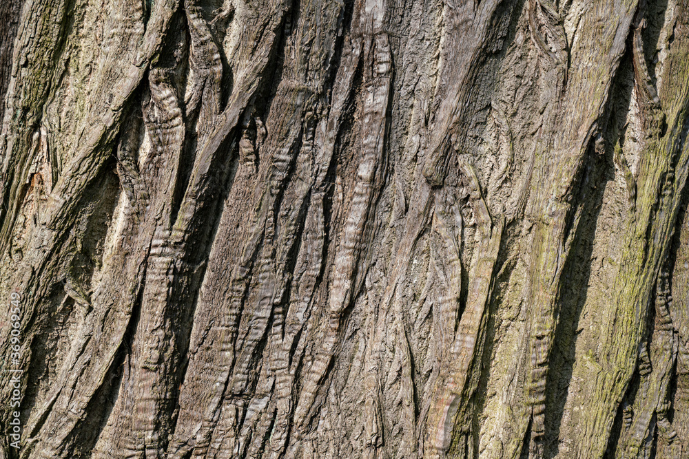 dry tree bark texture and background, nature concept dry tree bark texture and background, nature concept