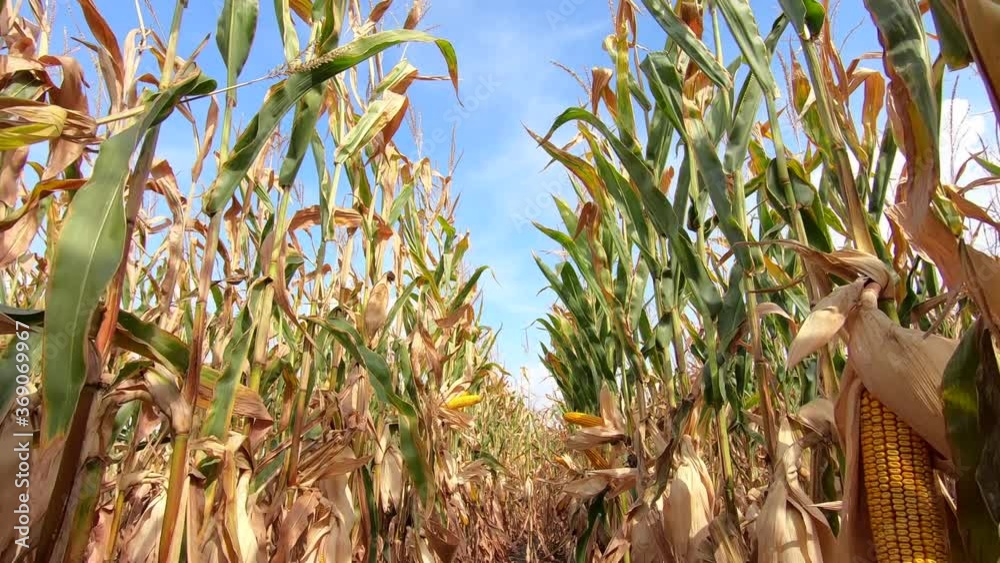 Walking through a corn field, point of view. Farmer controls the crop, ripe corn in the field is dry and ready for harvest
