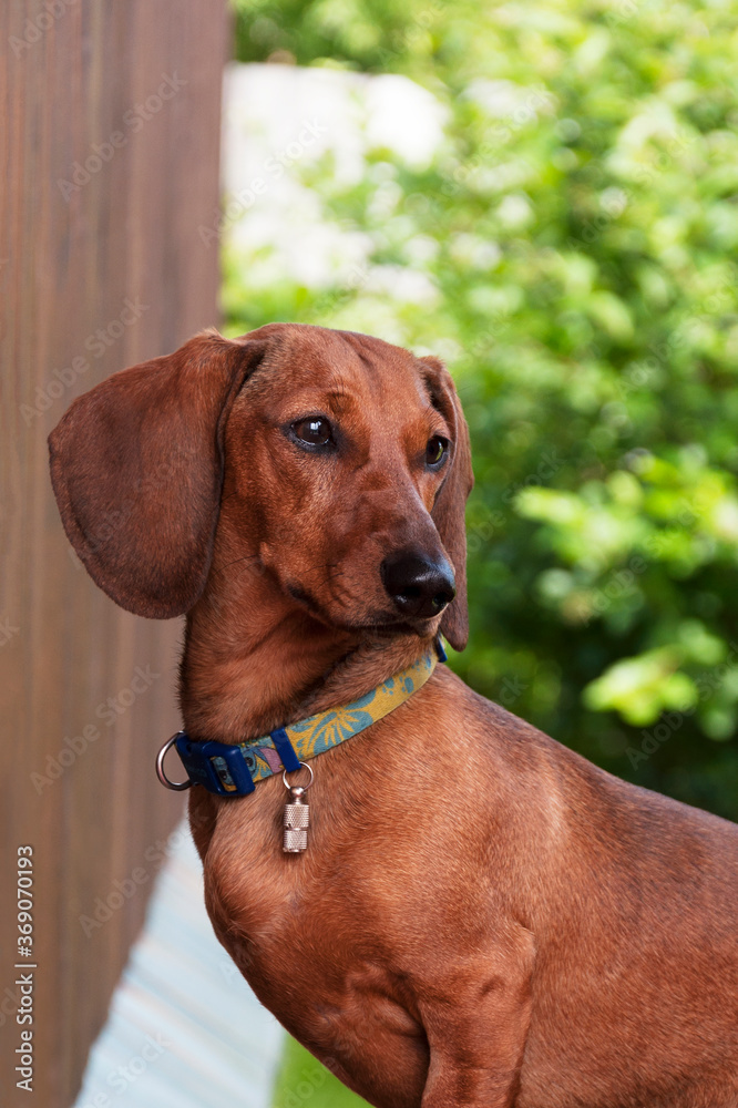 Dachshund sits near door of a country house Dachshund sits near door of a country house