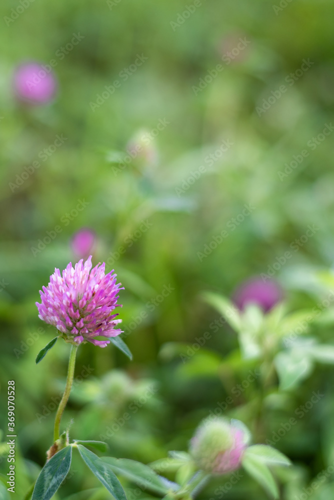 Pink clover growing on a flower meadow. Pink clover growing on a flower meadow.