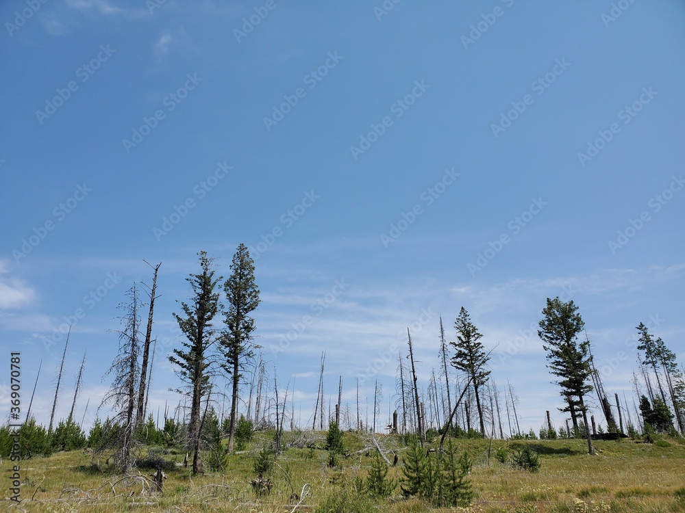 Dead trees and mountains in the Tetons Dead trees and mountains in the Tetons
