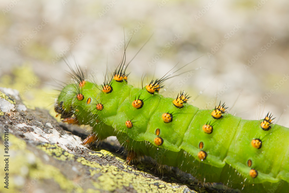 Naklejka premium Pequeño pavón (Saturnia pavonia), oruga de color verde con pinchos urticantes en Barcelona.