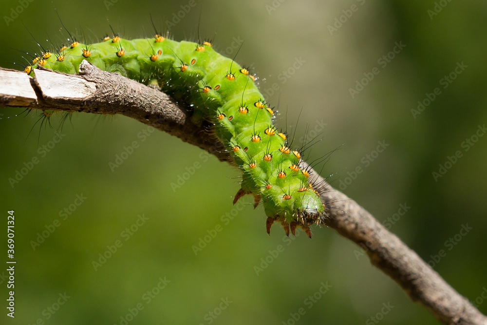 El pequeño pavón (Saturnia pavonia), oruga de color verde caminando sobre la rama en Barcelona, España. El pequeño pavón (Saturnia pavonia), oruga de color verde caminando sobre la rama en Barcelona, España.