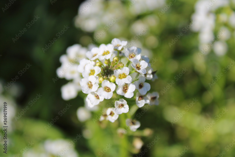 Alyssum flowers growing in the garden. Selective focus. Close-up. Background. Landscape. Alyssum flowers growing in the garden. Selective focus. Close-up. Background. Landscape.