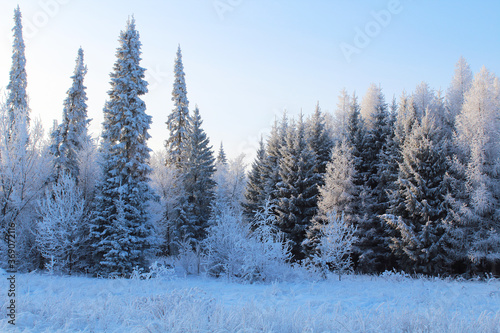Beautiful winter forest. Background. Landscape.