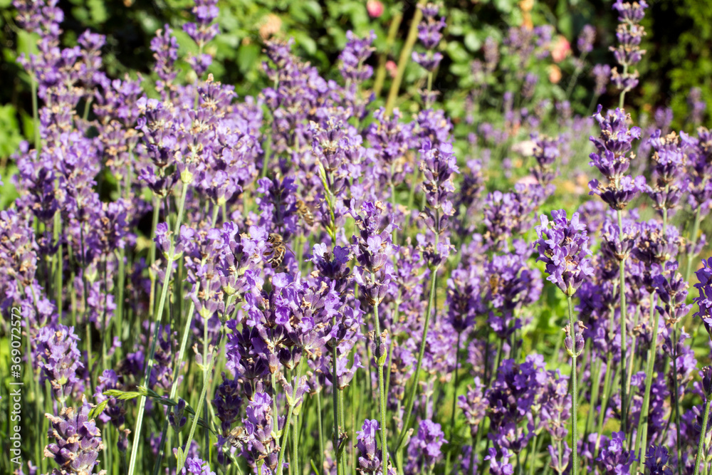 field of lavender field of lavender