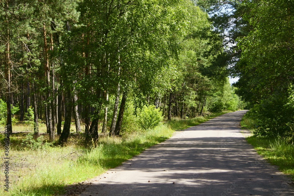 Naklejka premium jagody