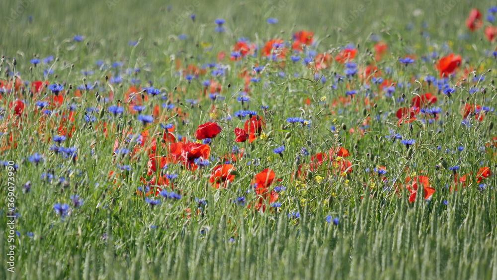 Fototapeta premium Mohnblumen