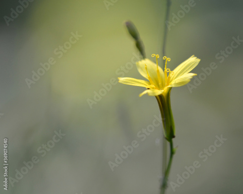 Petite fleur sauvage