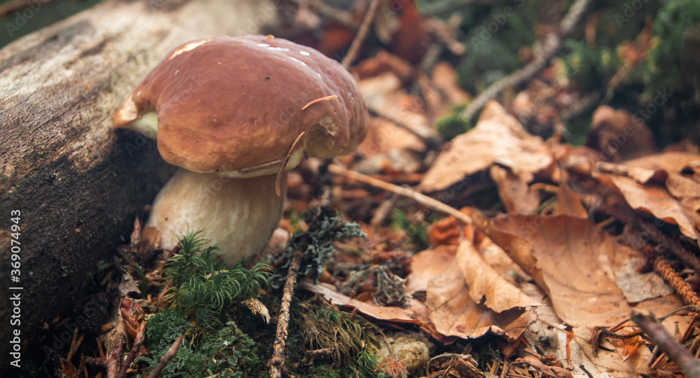 boletus in the summer forrest boletus in the summer forrest