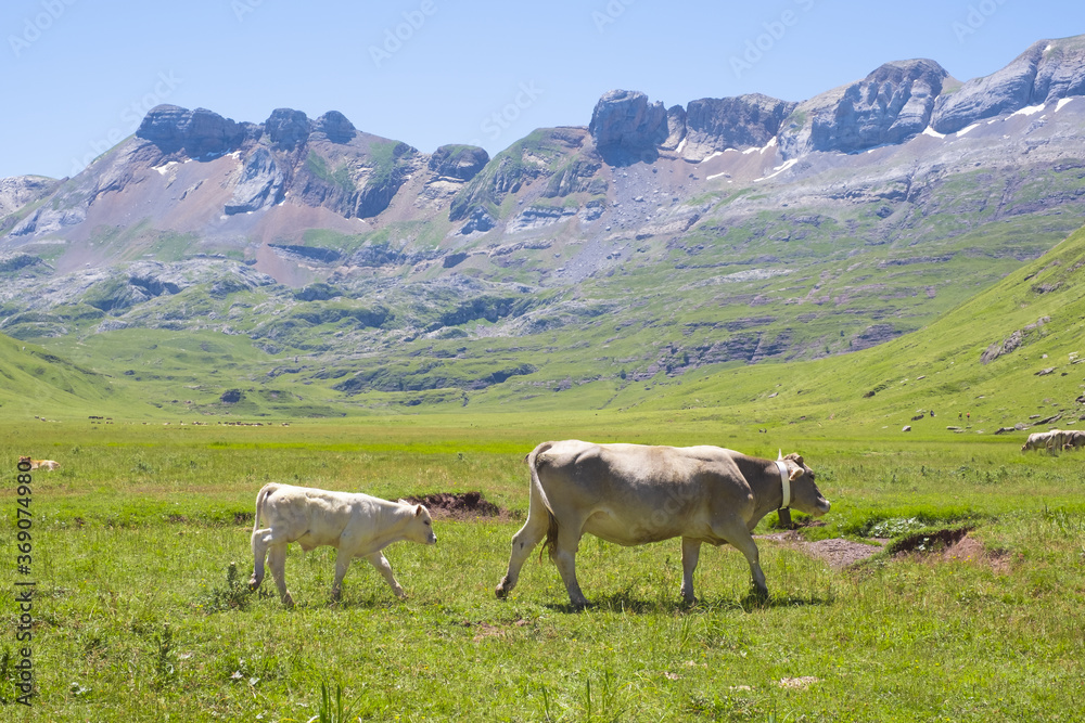 Cows in the meadows of Aguastuertas, Oza jungle, Huesca Pyrenees