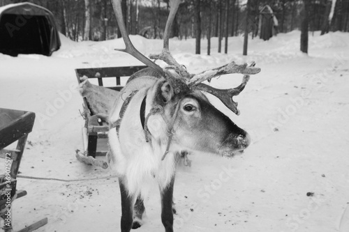 Beautiful close-up portrait of a beautiful reindeer in a winter forest in Finnish Lapland, monochrome, black and white,  Finland, Kakslauttanen, Rovianemi. 