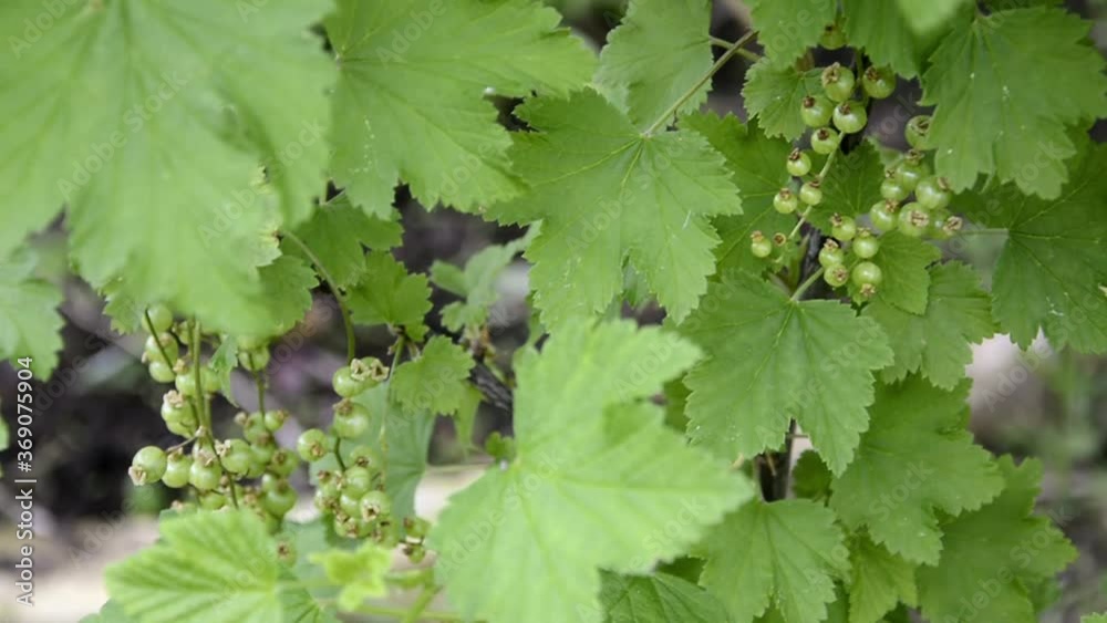 Currant. Unripe berries of white and red currant bushes in early summer. Berry bushes in the garden. Currant. Unripe berries of white and red currant bushes in early summer. Berry bushes in the garden.
