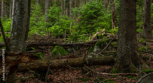 Sumava national park forrest