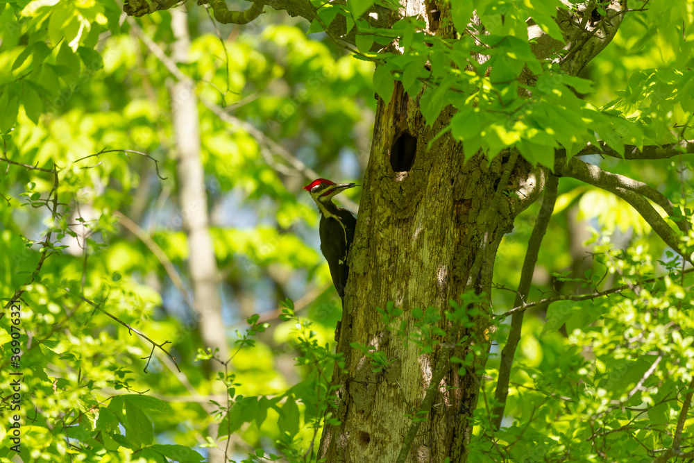 The pileated woodpecker.The bird native to North America The pileated woodpecker.The bird native to North America