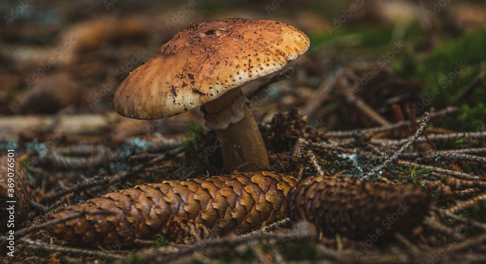 Fototapeta premium toadstool in the summer forrest