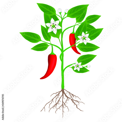 A plant of chili peppers on a white background.